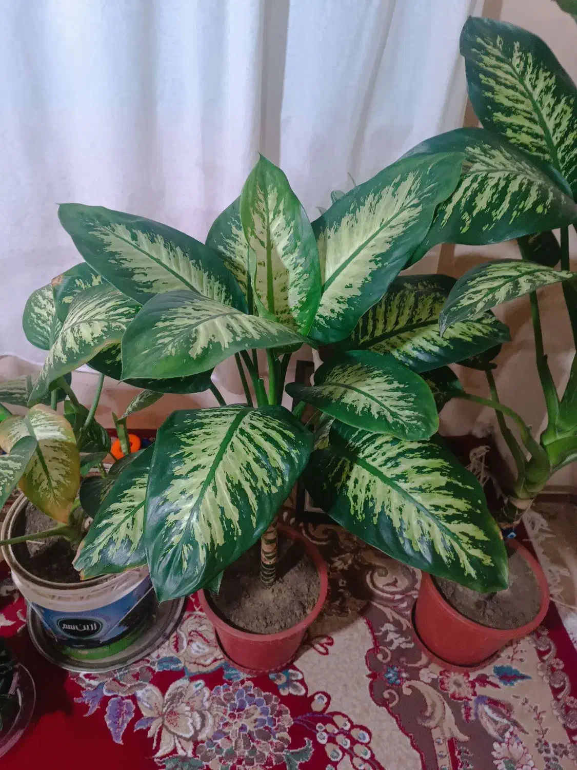 گل دیفن باخیا|گل و گیاه طبیعی|مراغه, |دیوار