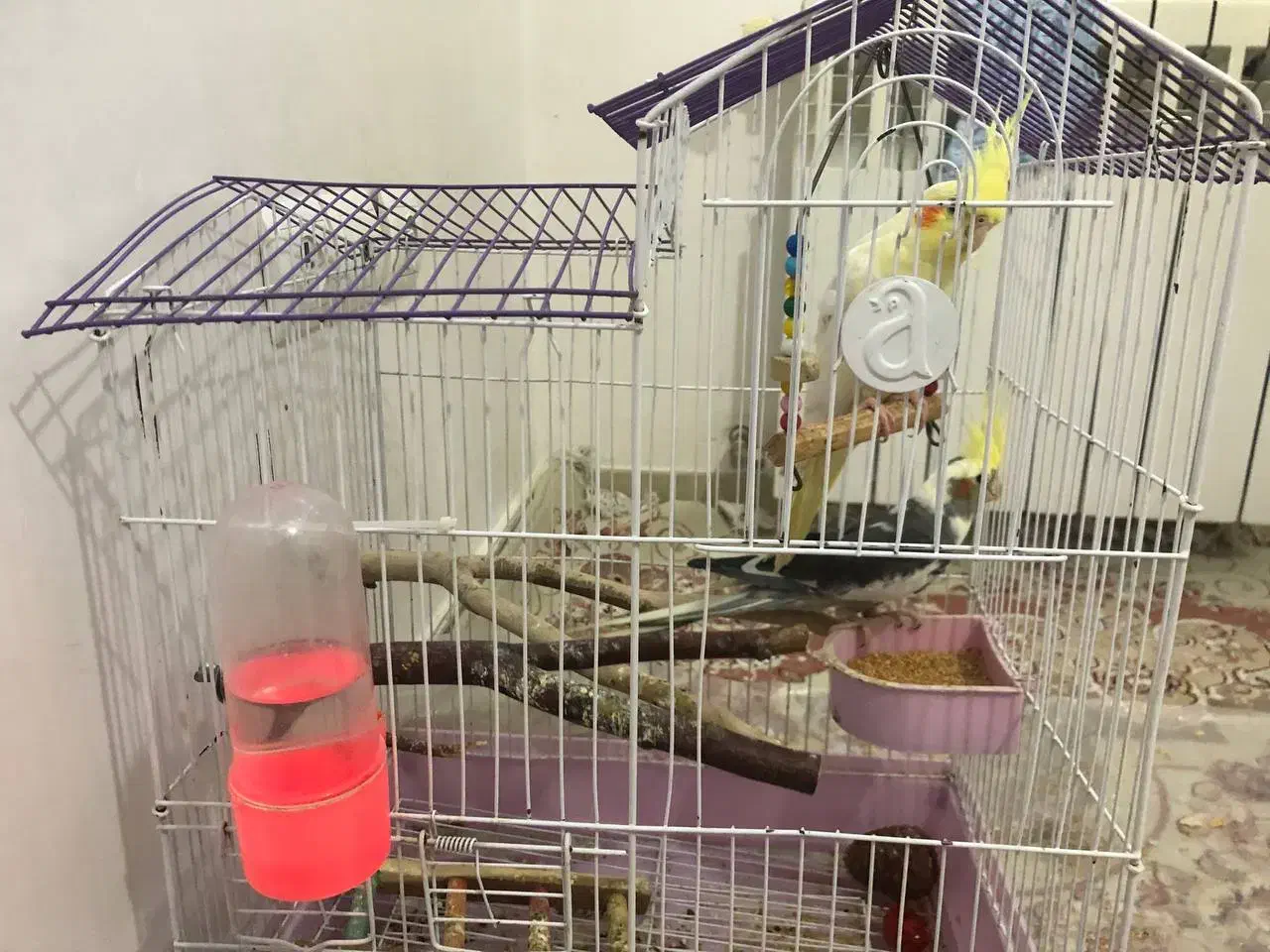 فروش عروس هلندی فوری|پرنده|سهند, |دیوار