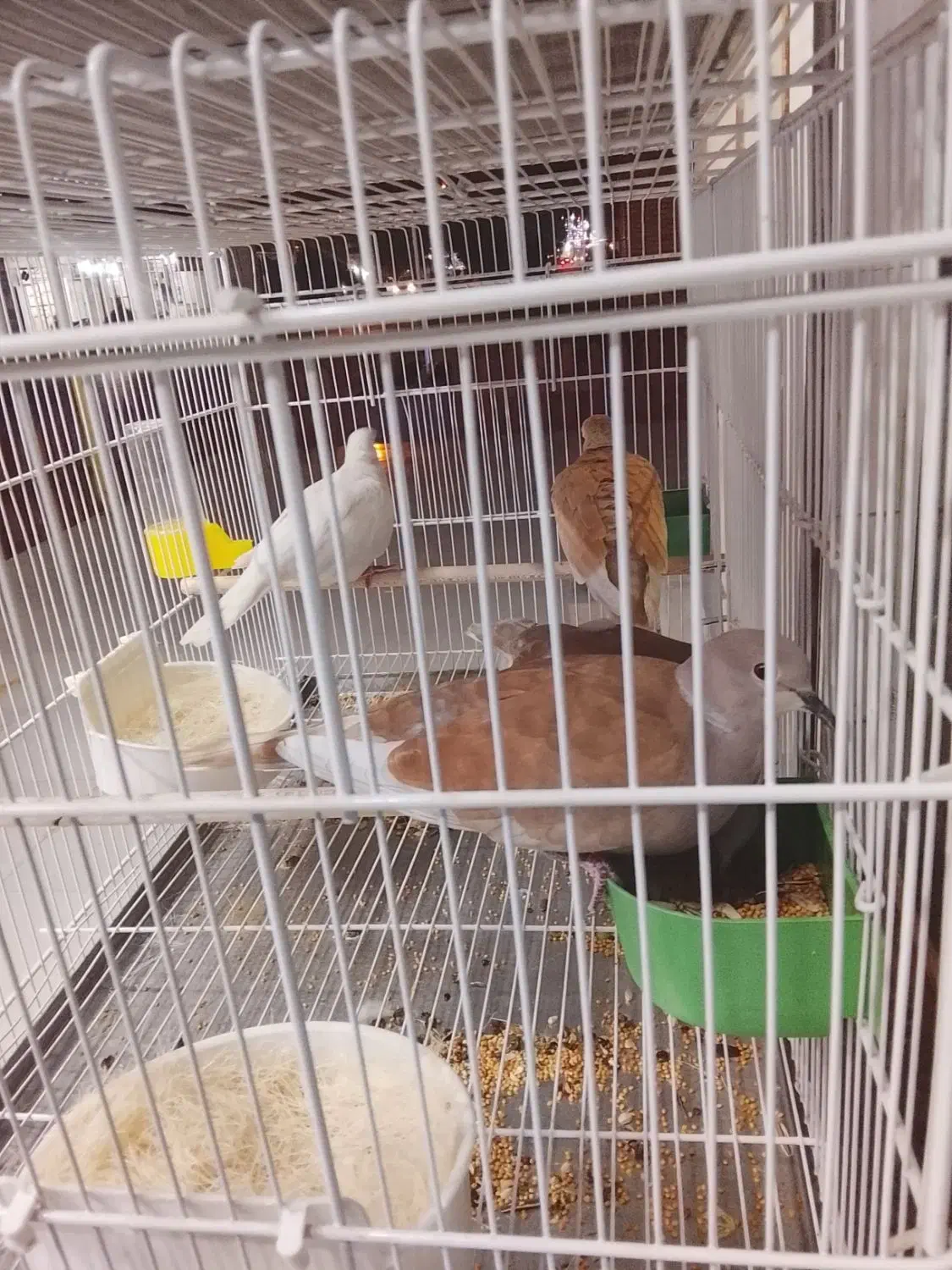 پرنده خونگی|پرنده|هندیجان, |دیوار