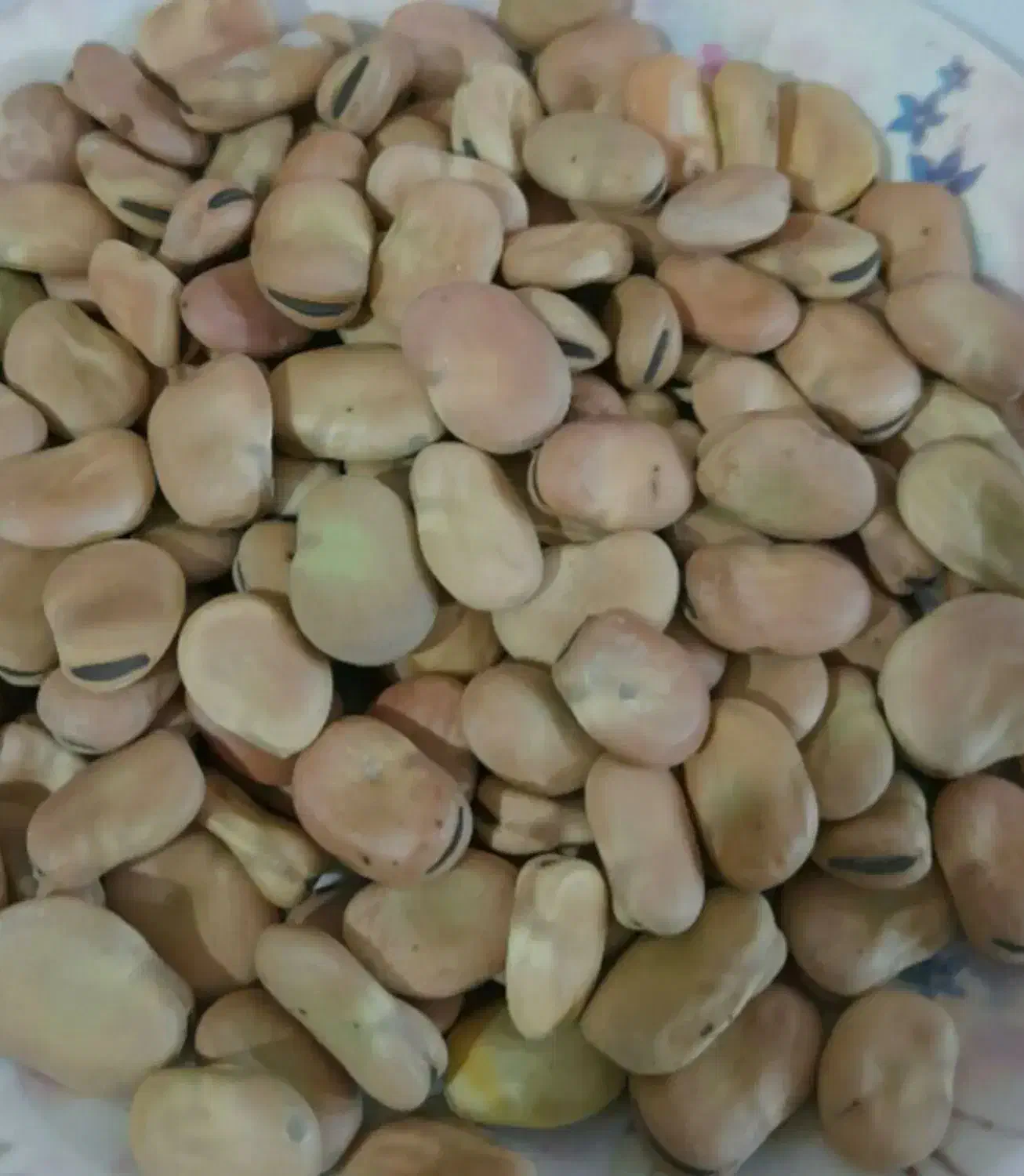 بذر باقالا ،باقالی، باقالا رقم فیض،باقالا رقم برکت|گل و گیاه طبیعی|اصفهان, سلطان‌آباد|دیوار