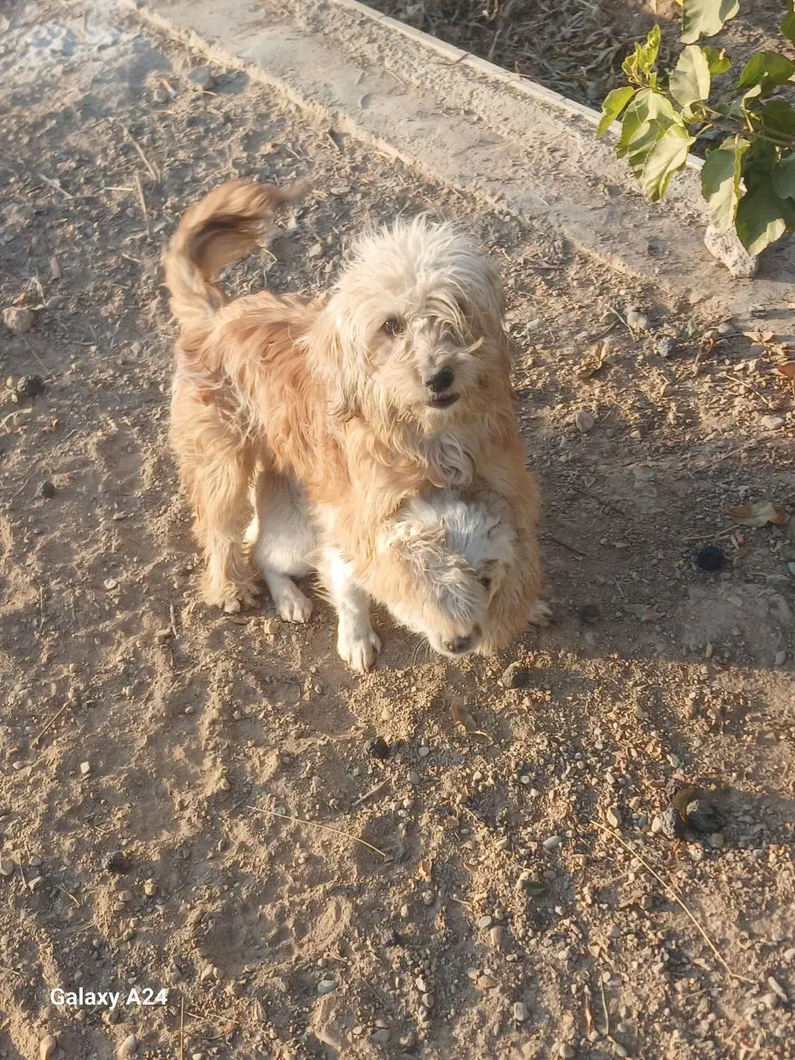 سگ پاپی|سگ|نجفآباد, قلعه سفید|دیوار