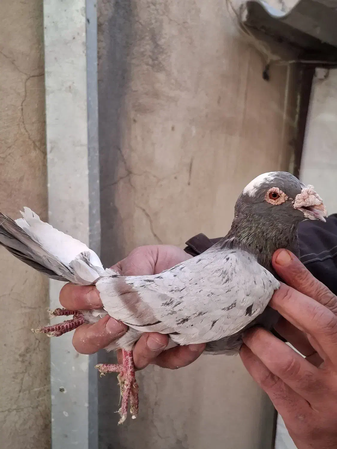 کفتر سرور شهرستانی|پرنده|تهران, افسریه شمالی|دیوار