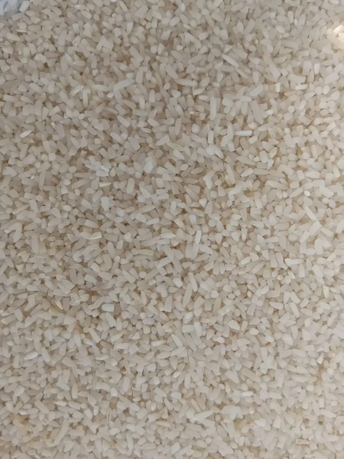 نیم دانه هاشمی سورتینگ|خوردنی و آشامیدنی|سنگر, |دیوار