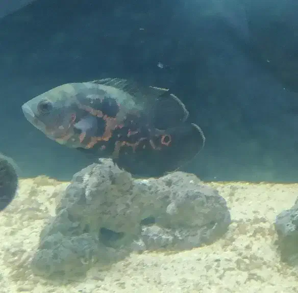 ماهی اسکار و دالر|ماهی|قزوین, |دیوار