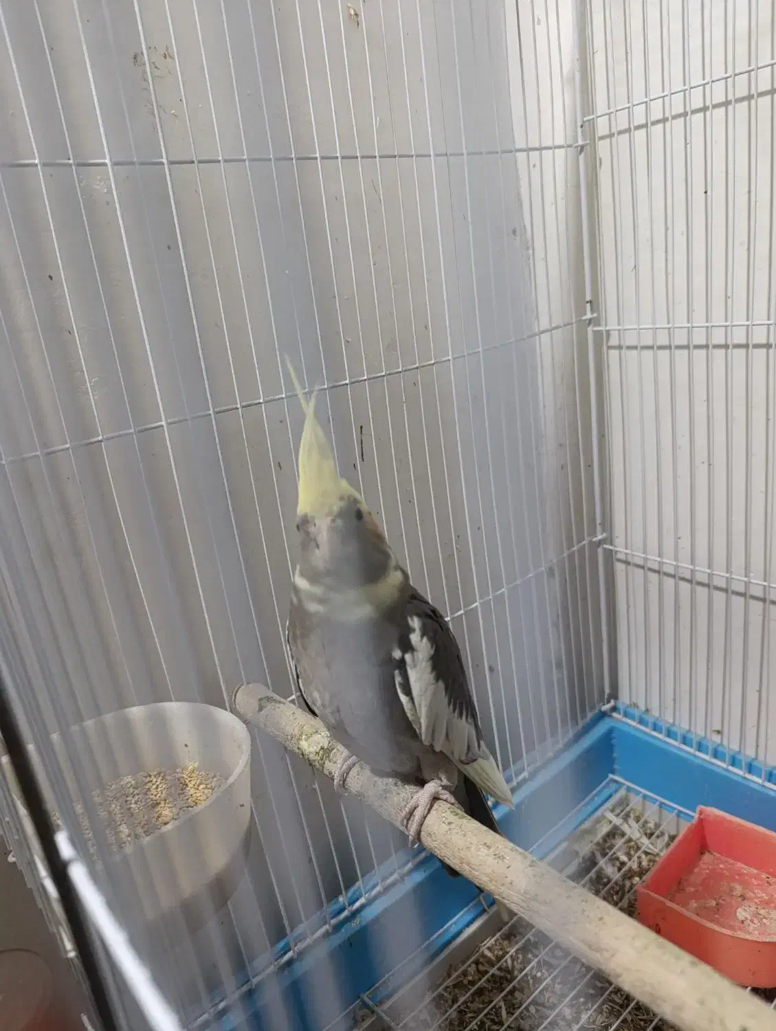 عروس هلندی ابلغ آماده جفت|پرنده|مشهد, سیسآباد|دیوار