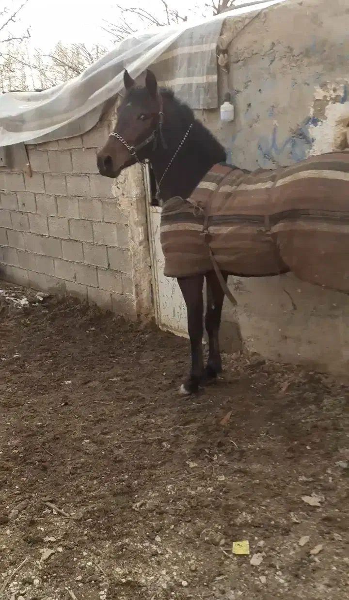 نریان نوه بن طوطی|اسب و تجهیزات اسب‌سواری|خمینی‌شهر, |دیوار