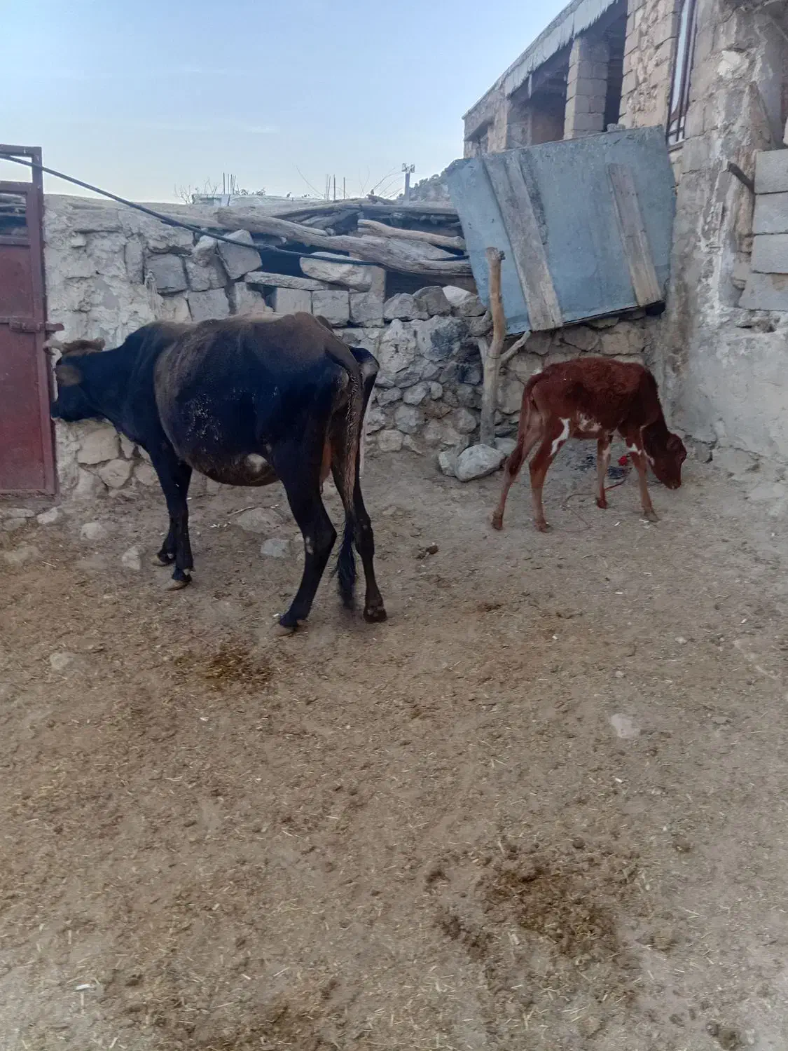 گاوهای جوان|حیوانات مزرعه|قم, تولید دارو و یخچال|دیوار