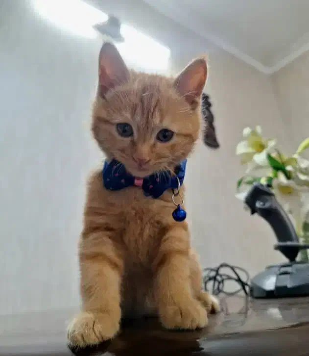 واگذاری گربه خوشگل وبازیگوش|گربه|میبد, |دیوار