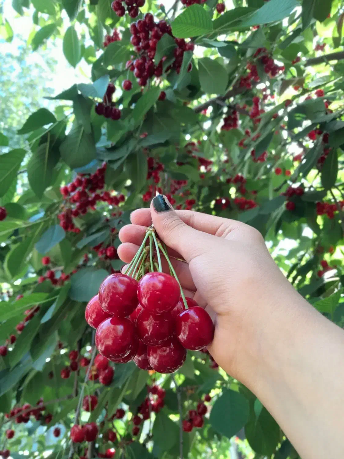 باغ|فروش زمین و ملک کلنگی|آذرشهر, |دیوار