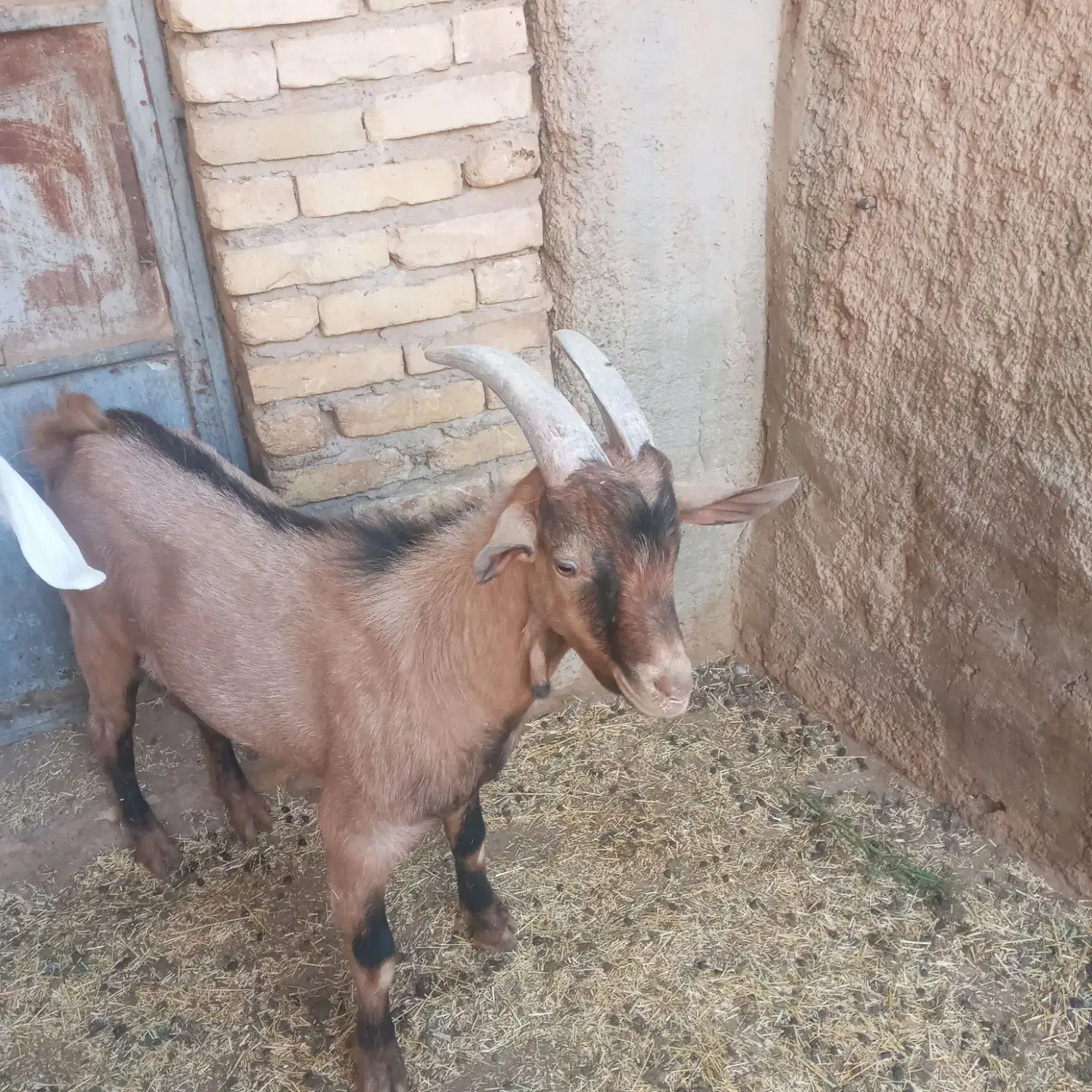 کره چپیش|حیوانات مزرعه|میبد, |دیوار