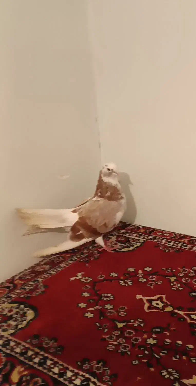 دوعددشازده قرمز|پرنده|پارس‌آباد, |دیوار