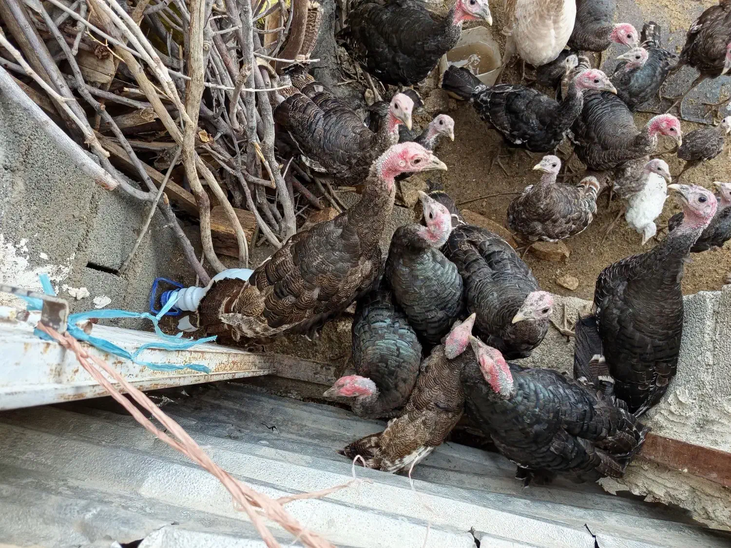 بوقلمون برنز امریکایی|حیوانات مزرعه|سیوان, |دیوار