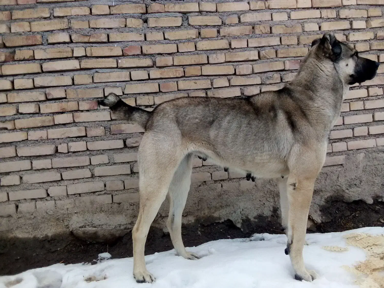 ماده سرابی|حیوانات|هریس, |دیوار