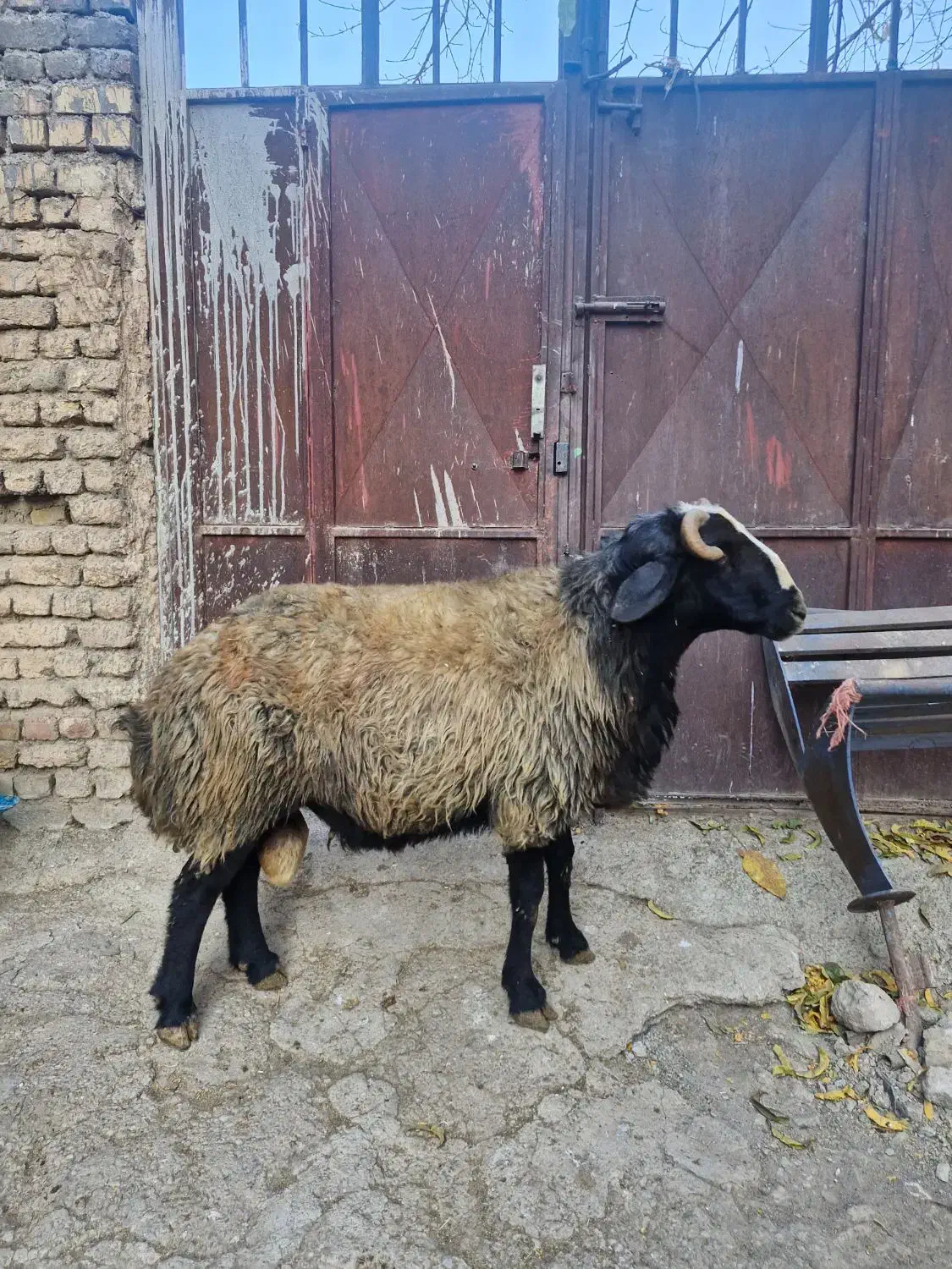 قوچ|حیوانات مزرعه|فریدونشهر, |دیوار