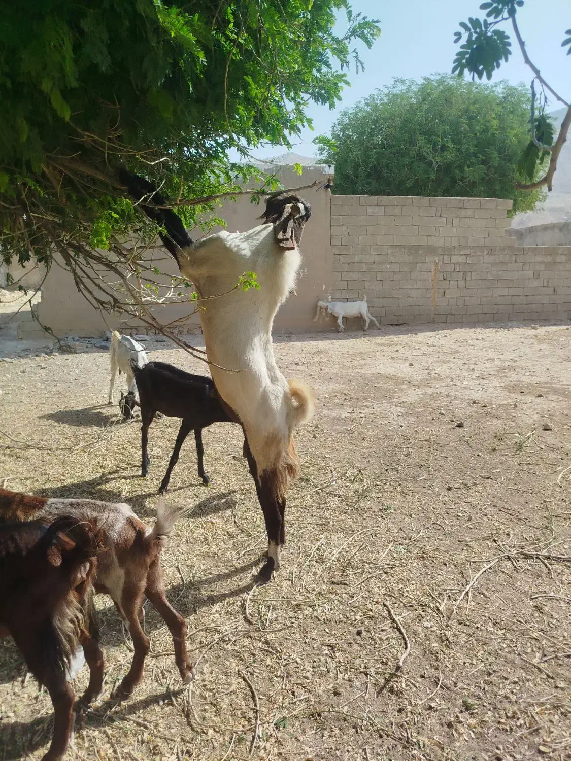 پازن مست گله رون|حیوانات مزرعه|رامهرمز, |دیوار