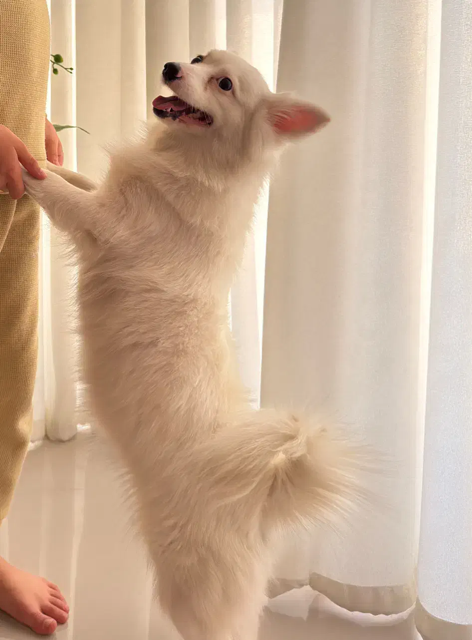 سگ پامرانین|سگ|پاکدشت, پاکدشت (مامازند)|دیوار