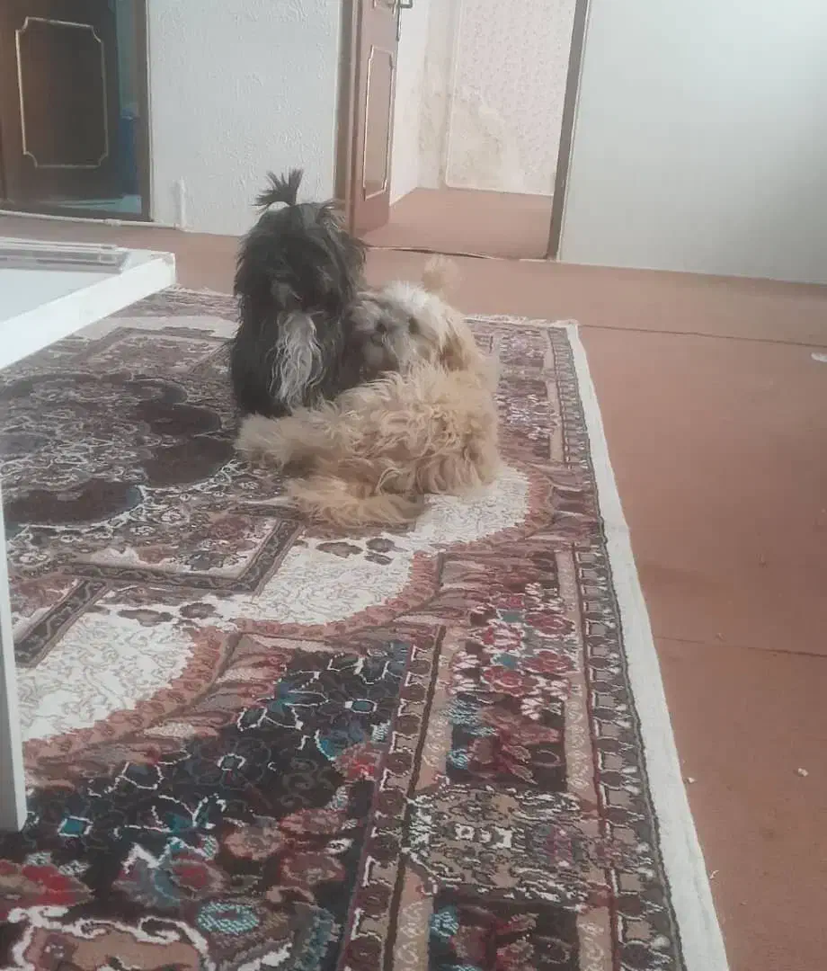 سگ شیتسو کراس|سگ|ارومیه, |دیوار