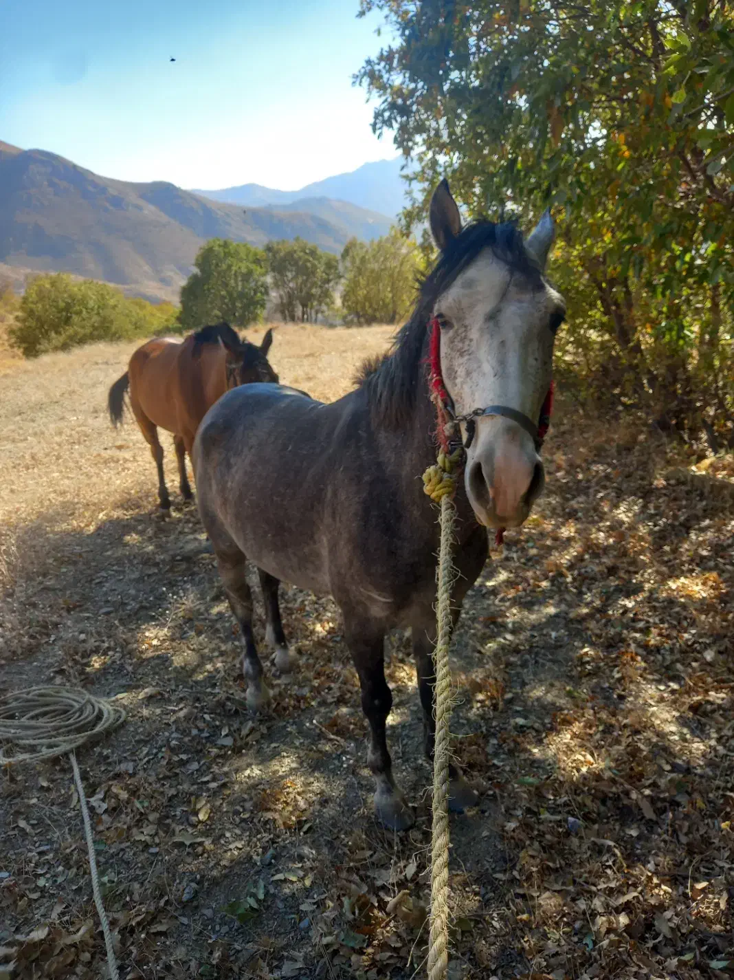 اسب|اسب و تجهیزات اسبسواری|بانه, |دیوار