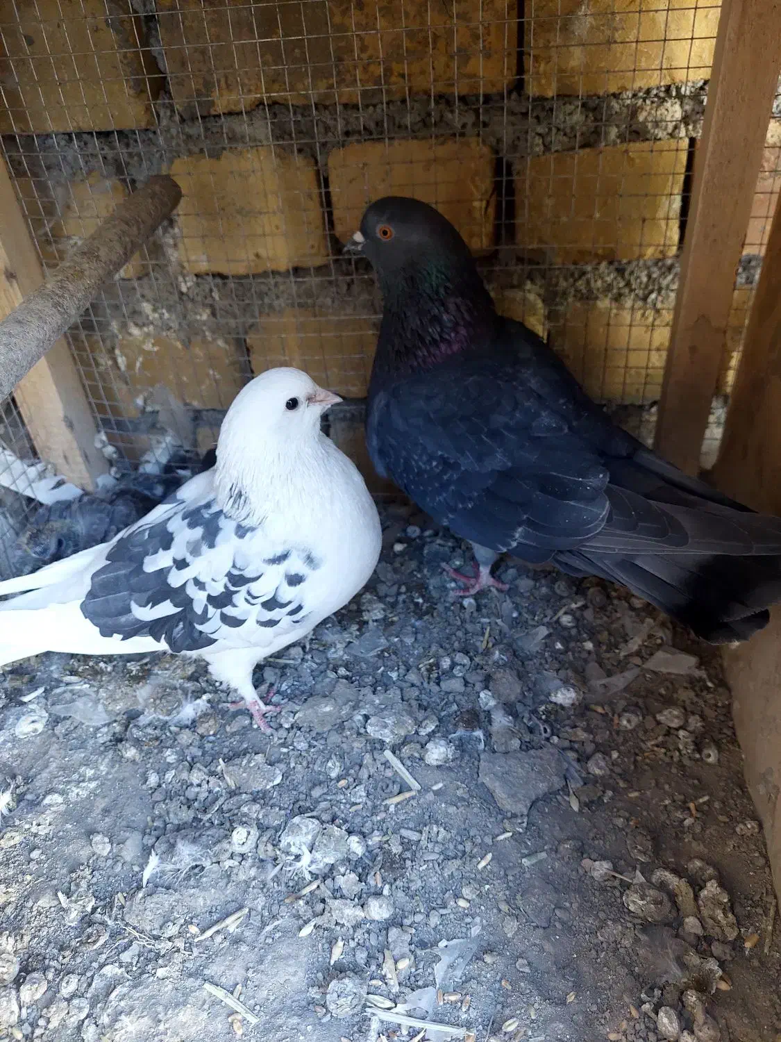 یک جفت کبوتر با جوجه|پرنده|خوانسار, |دیوار