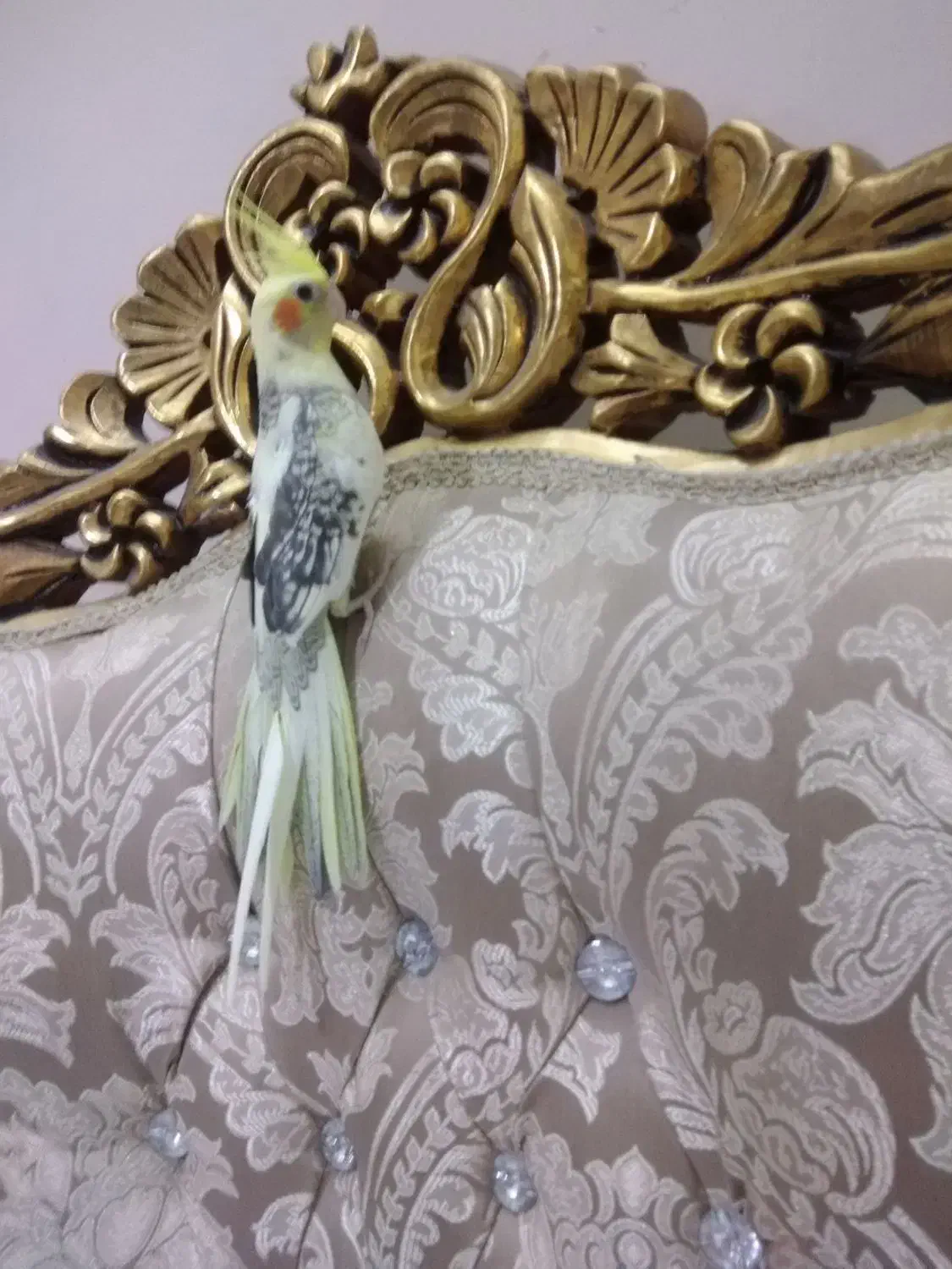 عروس هلندی دوکت مرواریدی تاج پرنسسی چشم فالو|پرنده|مشهد, یوسفیه (شهرک غرب)|دیوار