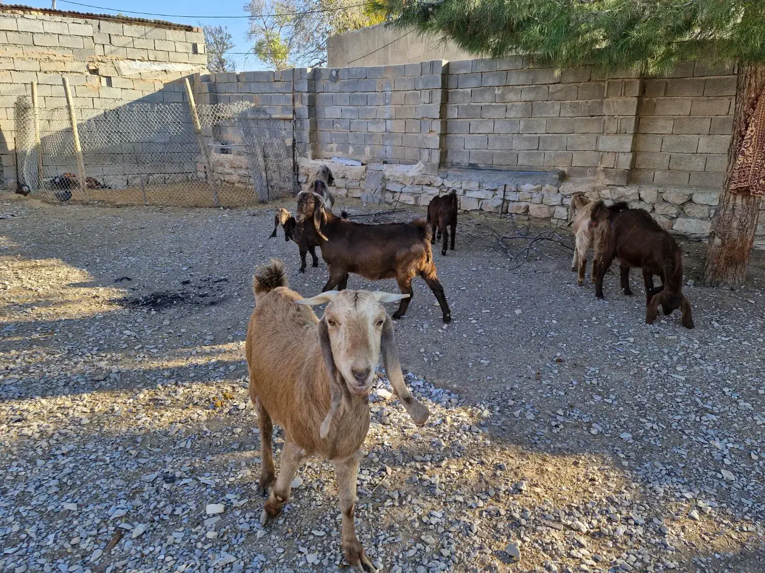 فروش ۶عدد بز اصیل شیری سه قلوزا|حیوانات مزرعه|فیروزآباد, |دیوار