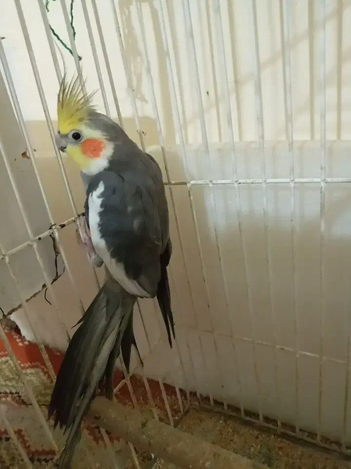 عروس هلندی|پرنده|خرمشهر, |دیوار