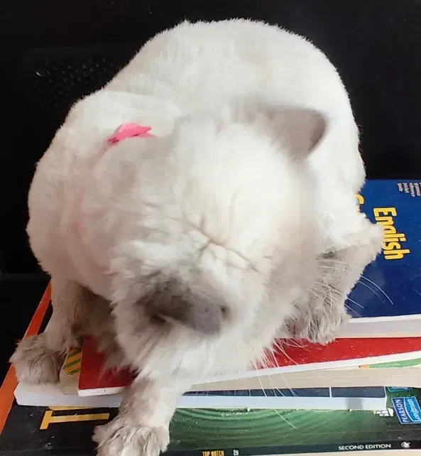 دخترم پشمک نژادش هیمالین|گربه|پردیس, فاز ۹|دیوار