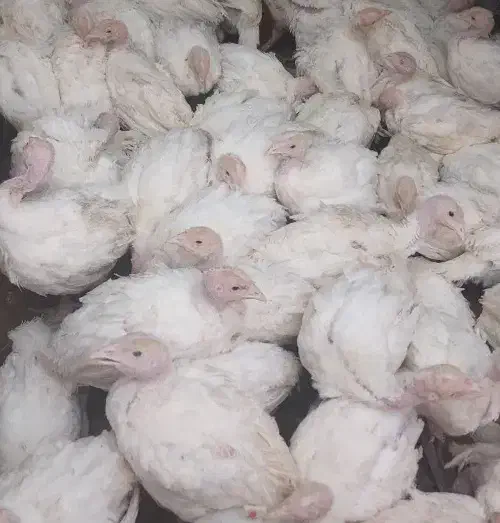 جوجه بوقلمون بیوتی|حیوانات مزرعه|تهران, وحیدیه|دیوار