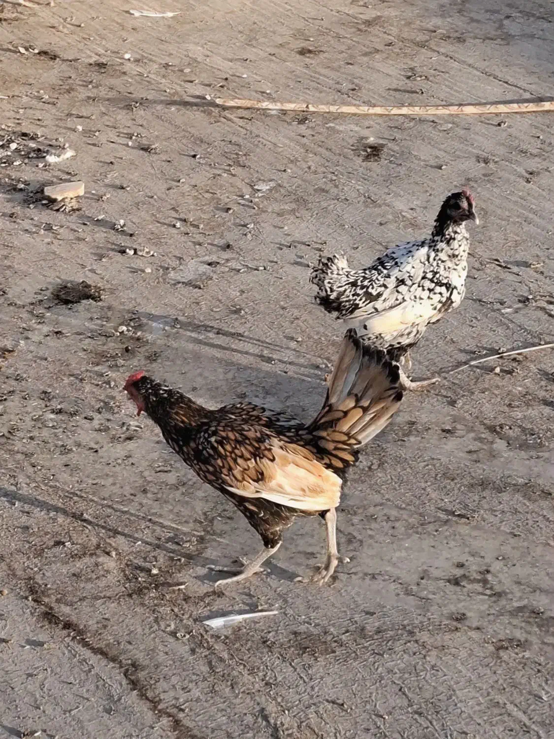 مرغ و خروس مینیاتوری یا سبرایت|حیوانات مزرعه|اردکان, |دیوار