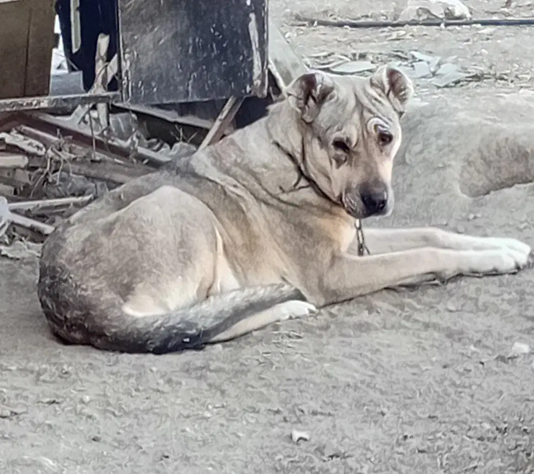 واگذاری|سگ|ملایر, |دیوار