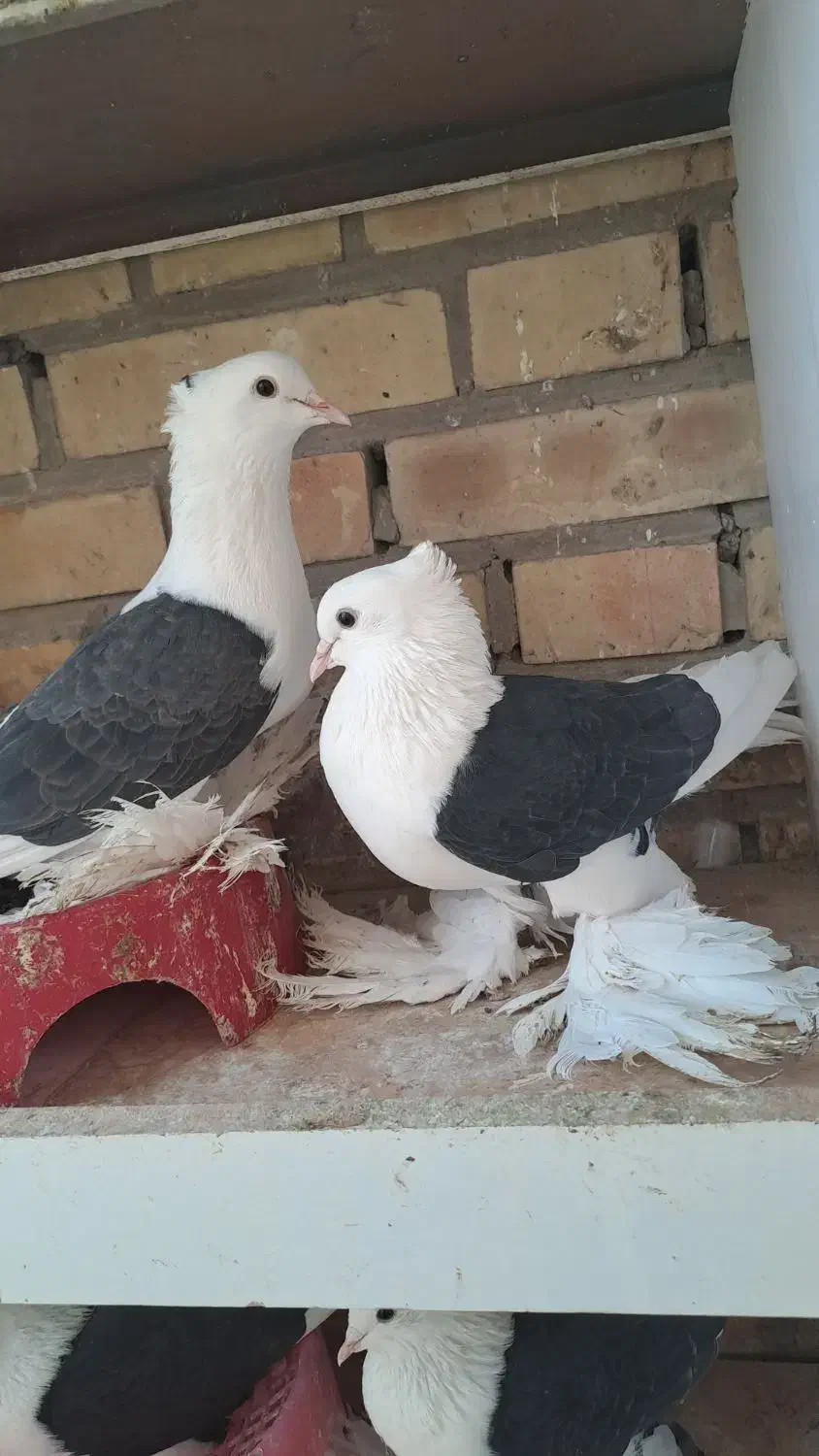 کبوتر|پرنده|مرند, |دیوار