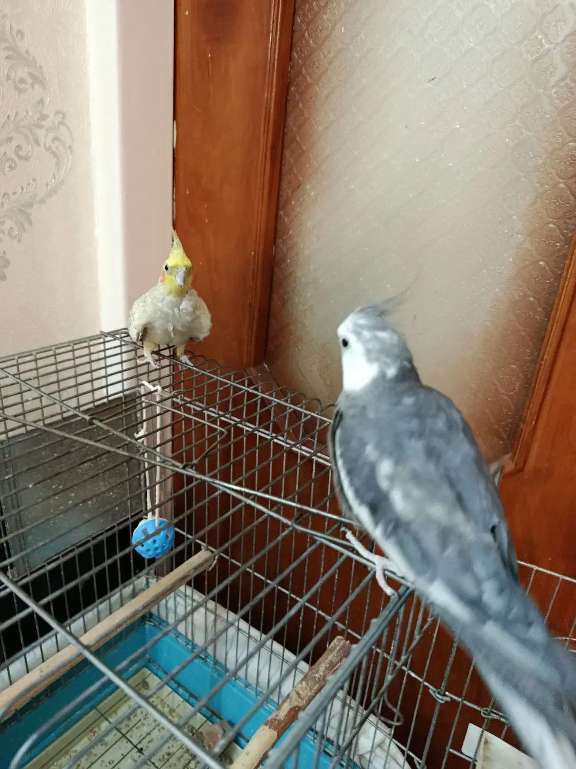 عروس هلندی|پرنده|تهران, هفده شهریور|دیوار