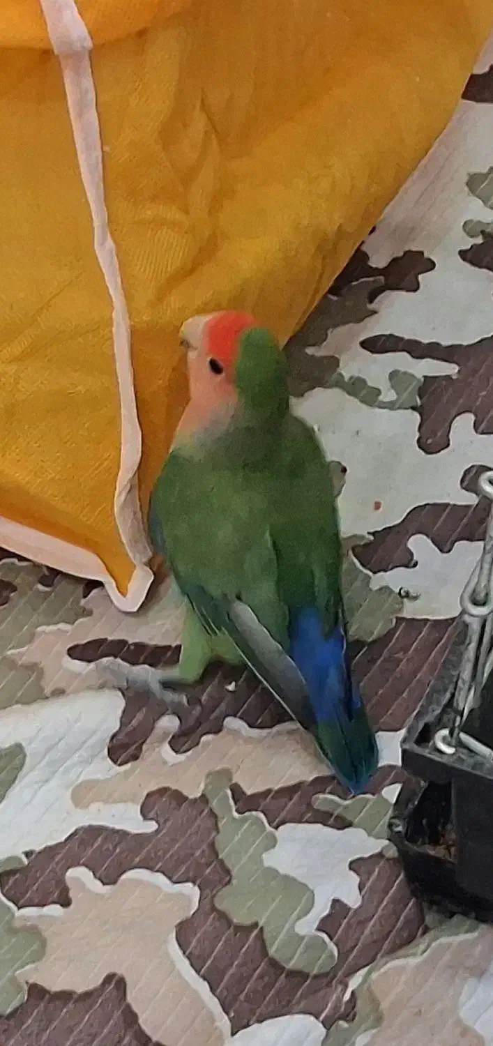 کوتوله برزیلی ۵ رنگ|پرنده|اصفهان, پوریای ولی|دیوار