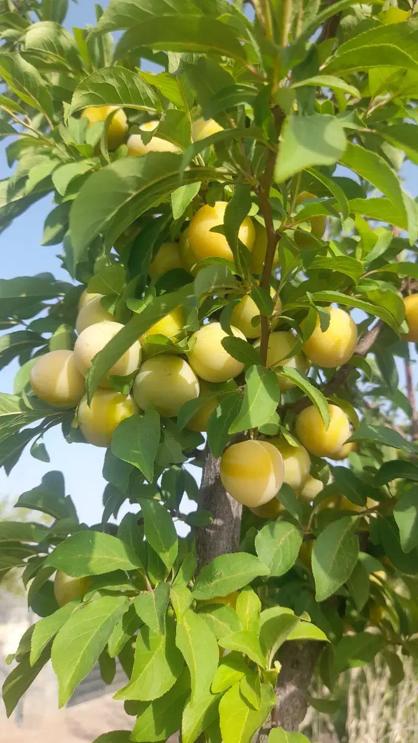 باغ ۱۲۰۰متری قابل معاوضه باشرایط|فروش زمین و ملک کلنگی|خوسف, |دیوار