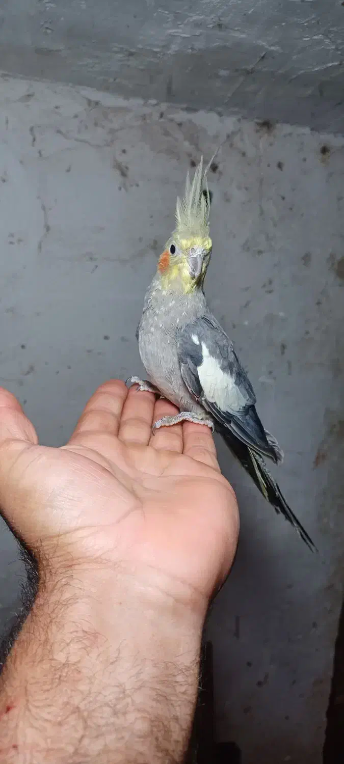 عروس هلندی نر سخنگو|پرنده|رانکوه, |دیوار