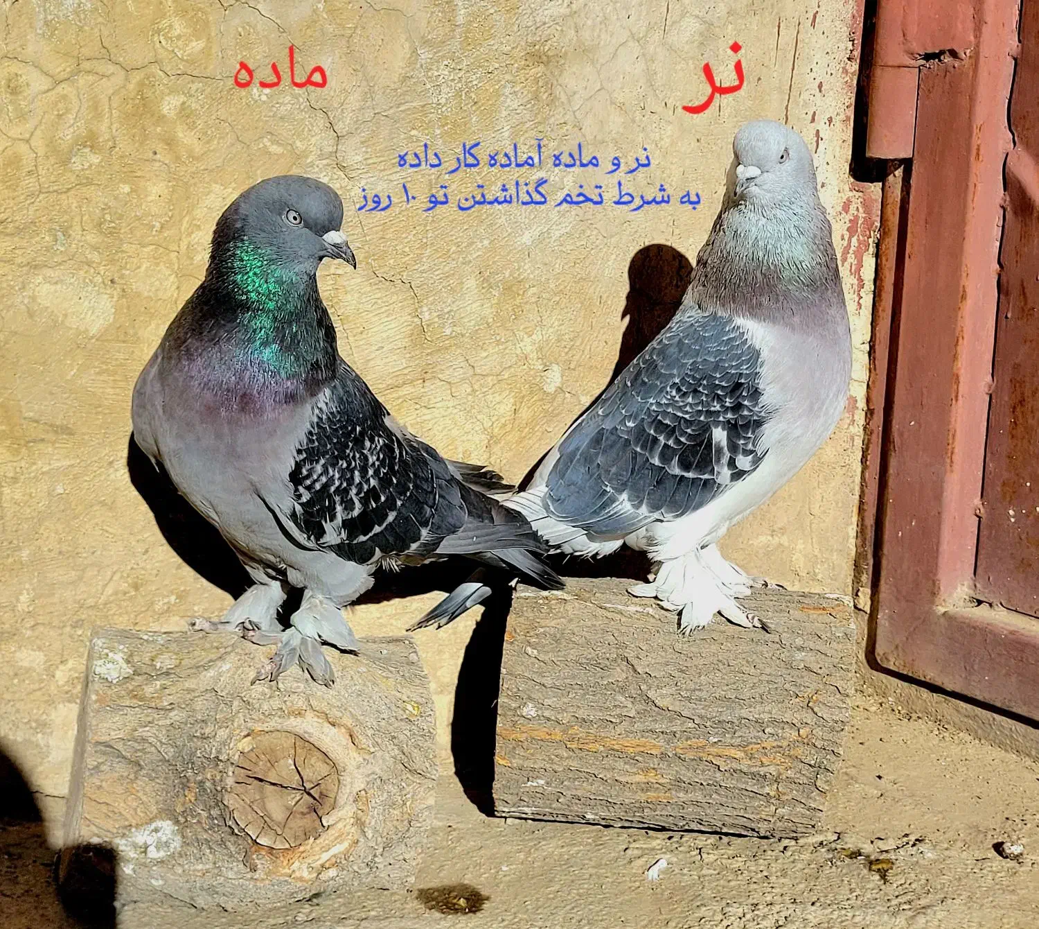 کبوتر ترکیه|پرنده|شیراز, لاله|دیوار