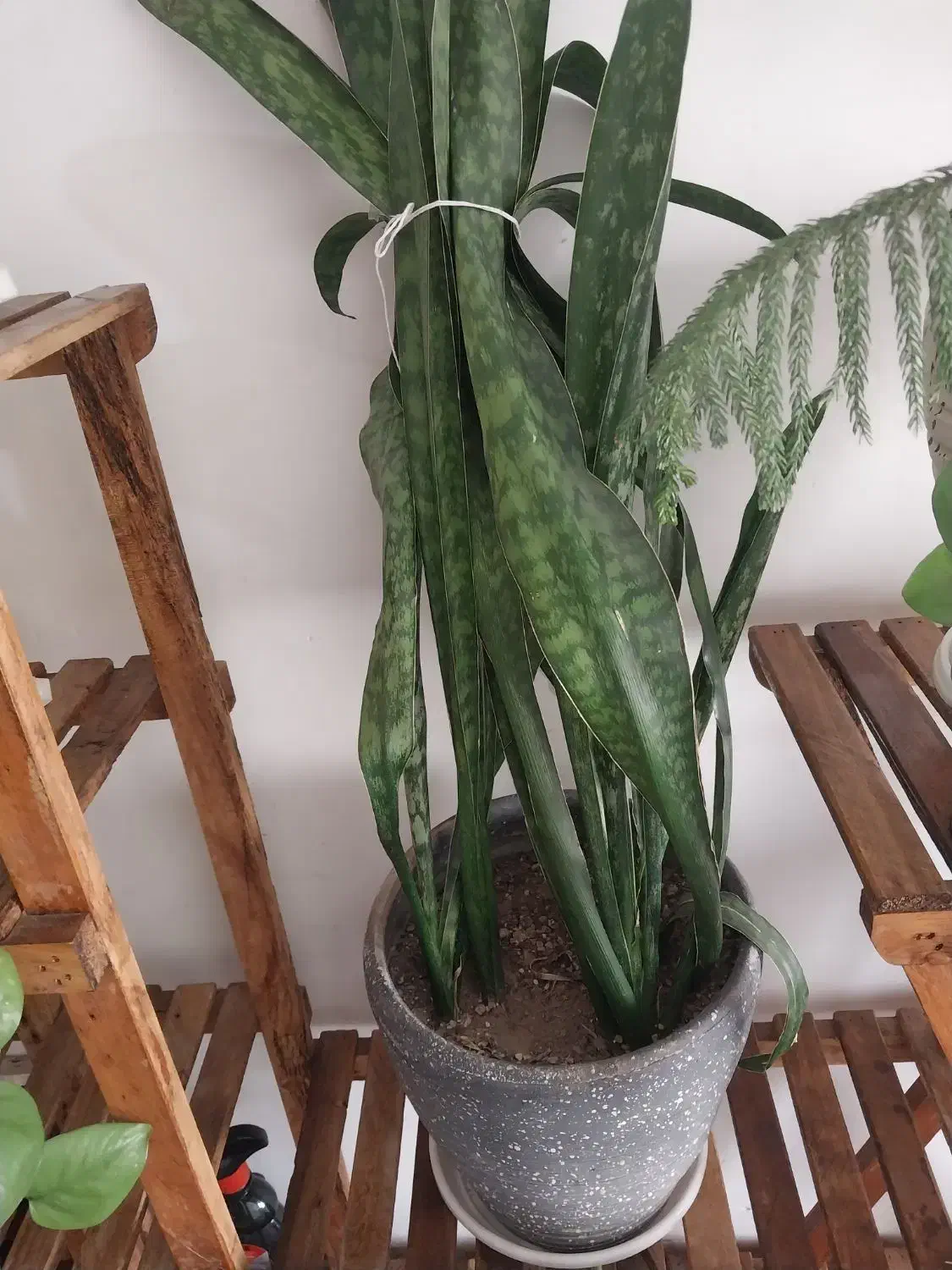 گل سانسوریا پوست ماری سانسوریا مهتابی سفید|گل و گیاه طبیعی|اسلام‌شهر, شهرک محمدیه|دیوار