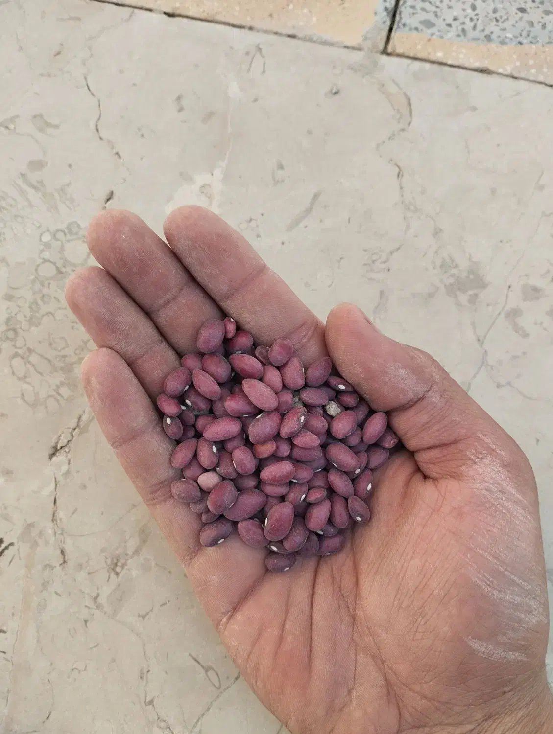 لوبیا قرمز|خوردنی و آشامیدنی|شیراز, امام حسین|دیوار