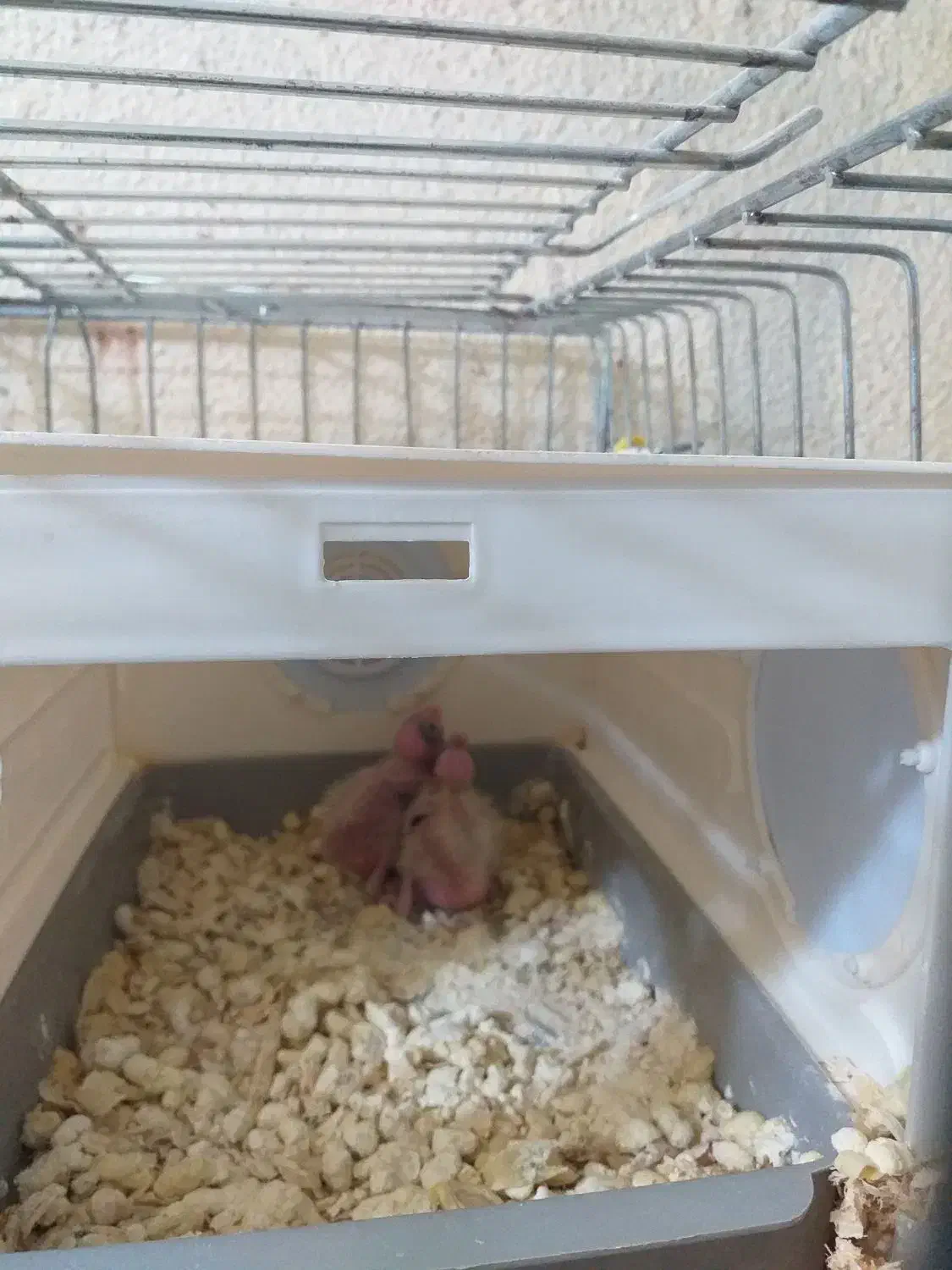 جوجه عروس هلندی|پرنده|بندرعباس, |دیوار