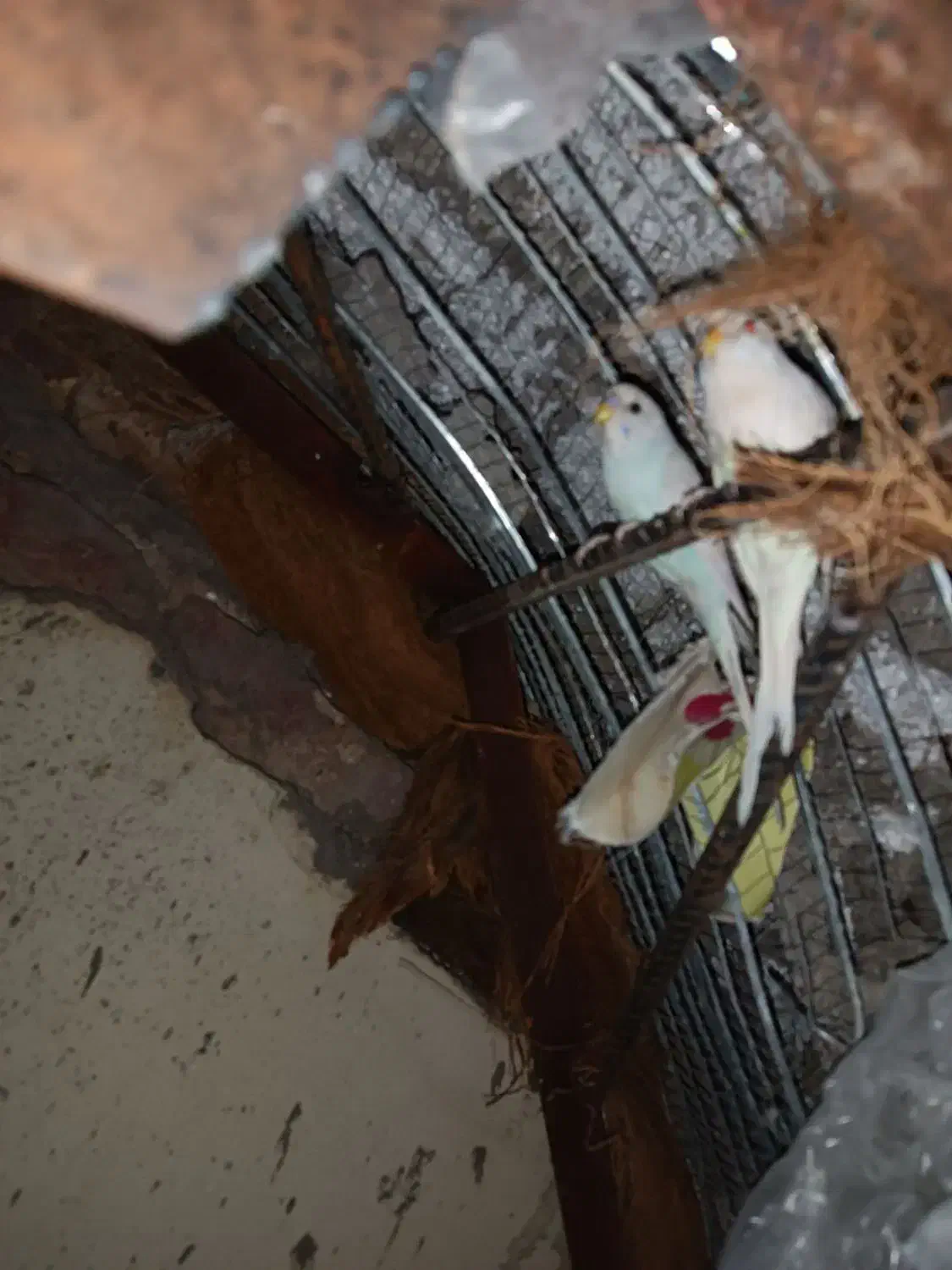 مرغ عشق|پرنده|بم, |دیوار