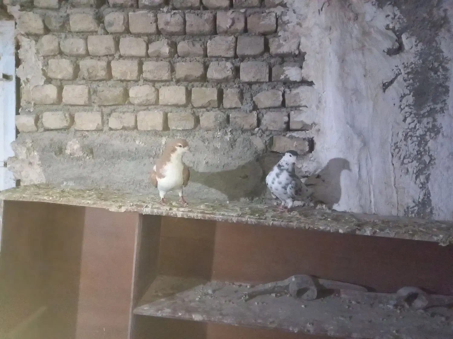 سلام چندجفت کفترجوفتگاه همه سالم به شرط تخم جوجه|پرنده|گلمکان, |دیوار