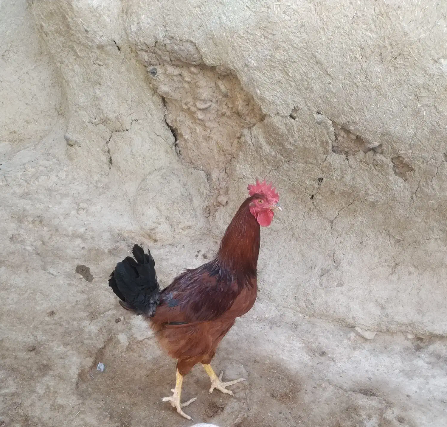 مرغ و خروس|حیوانات مزرعه|دینور, |دیوار