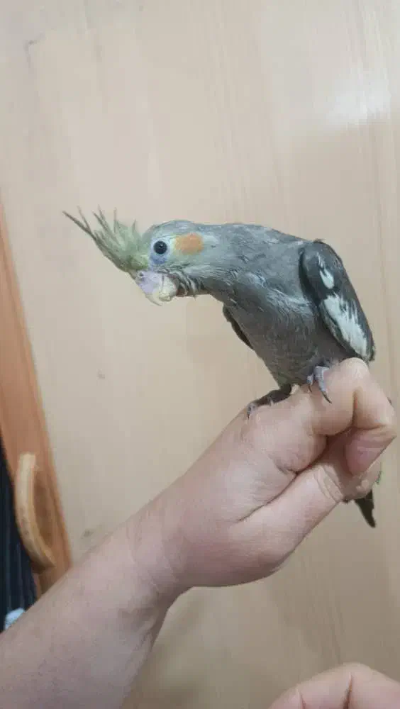 عروس هلندی سینامون|پرنده|شوشتر, |دیوار