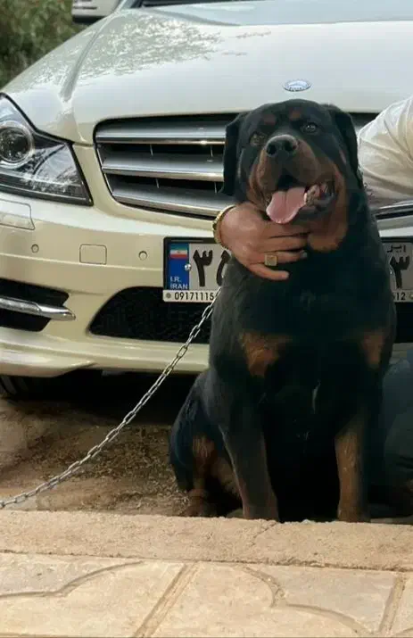 نر تیپ امریکایی|سگ|زرقان, |دیوار