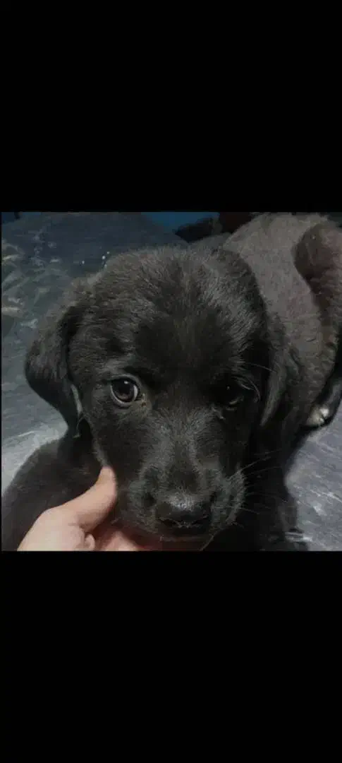 واگذاری|سگ|بم, |دیوار