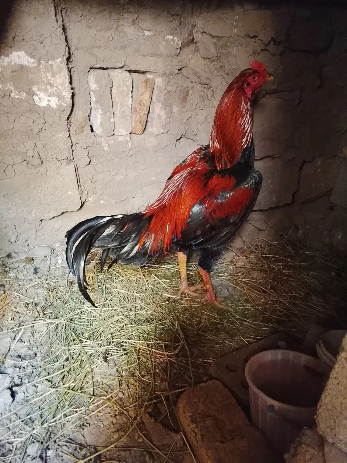 خروس|حیوانات مزرعه|خوی, |دیوار