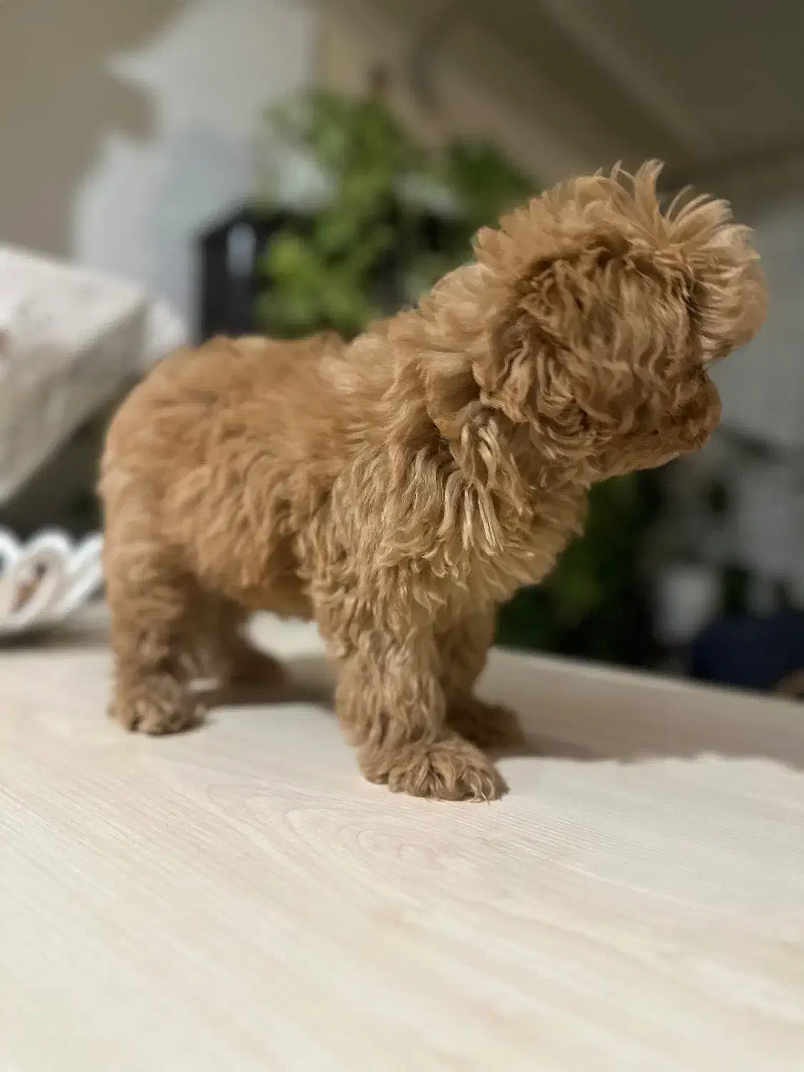 پودل|سگ|تنکابن, |دیوار