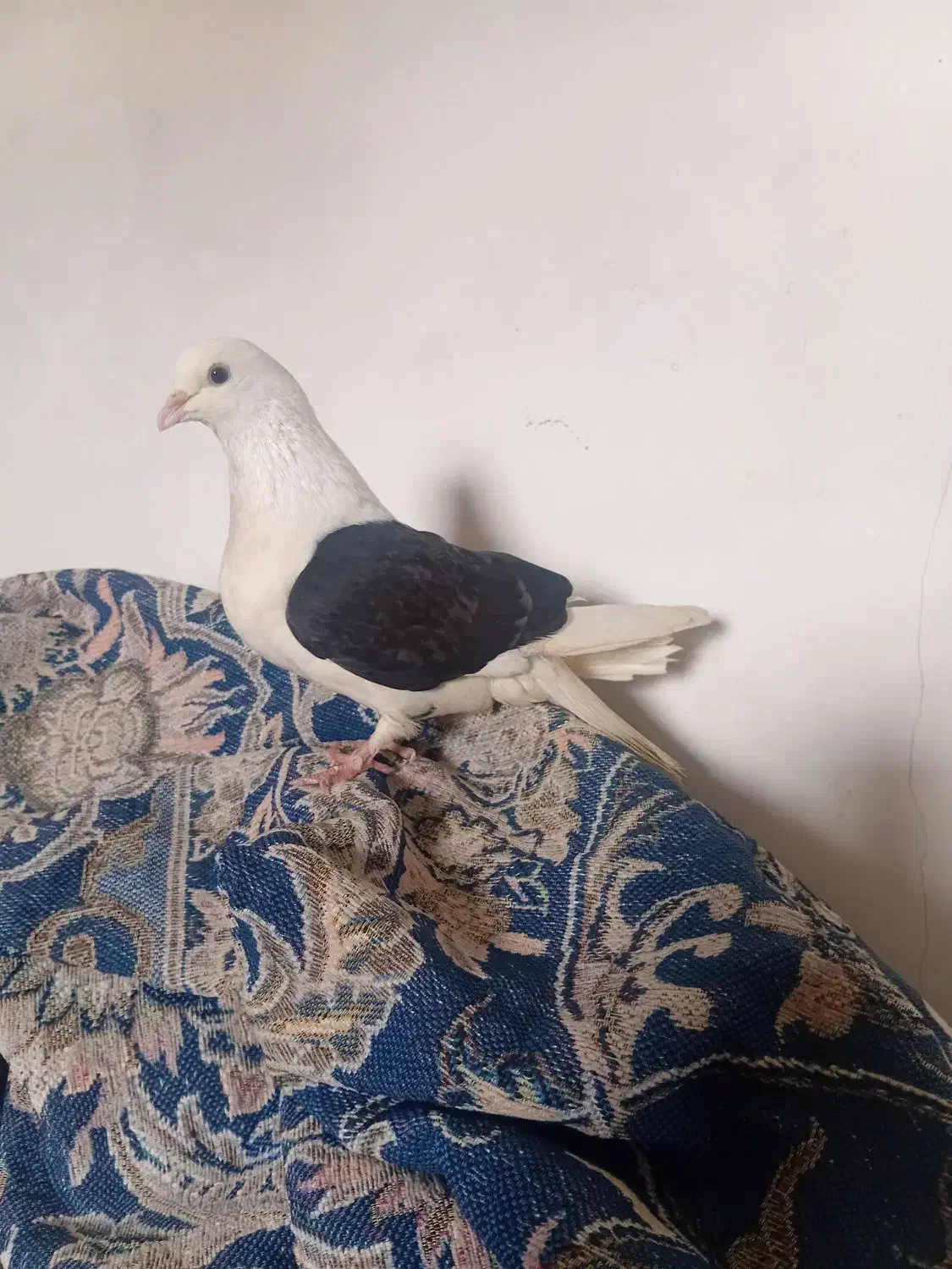 کفتر شون سیاه|پرنده|بروجرد, |دیوار