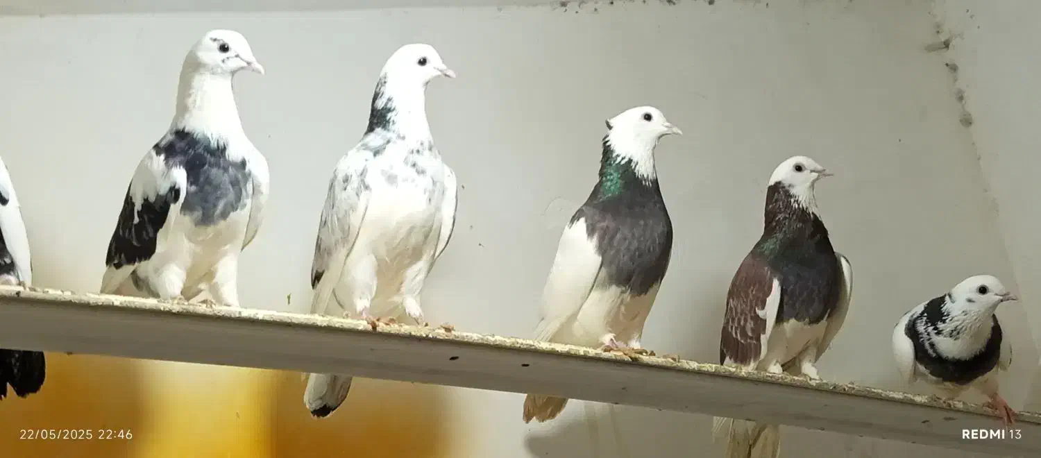 کبوتر|پرنده|شیراز, کوزه گری|دیوار