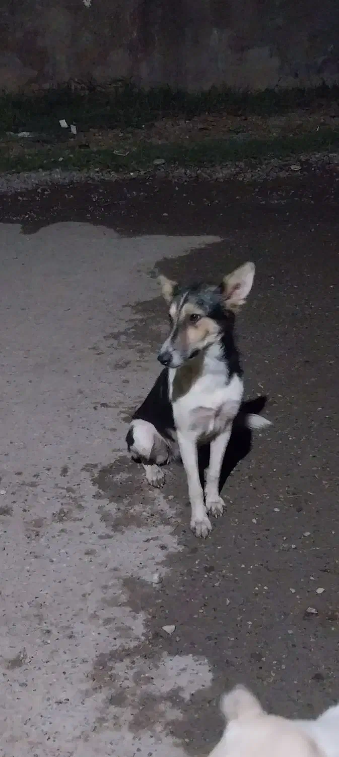 ماده گرگی|سگ|خان ببین, |دیوار